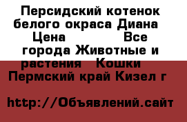 Персидский котенок белого окраса Диана › Цена ­ 40 000 - Все города Животные и растения » Кошки   . Пермский край,Кизел г.
